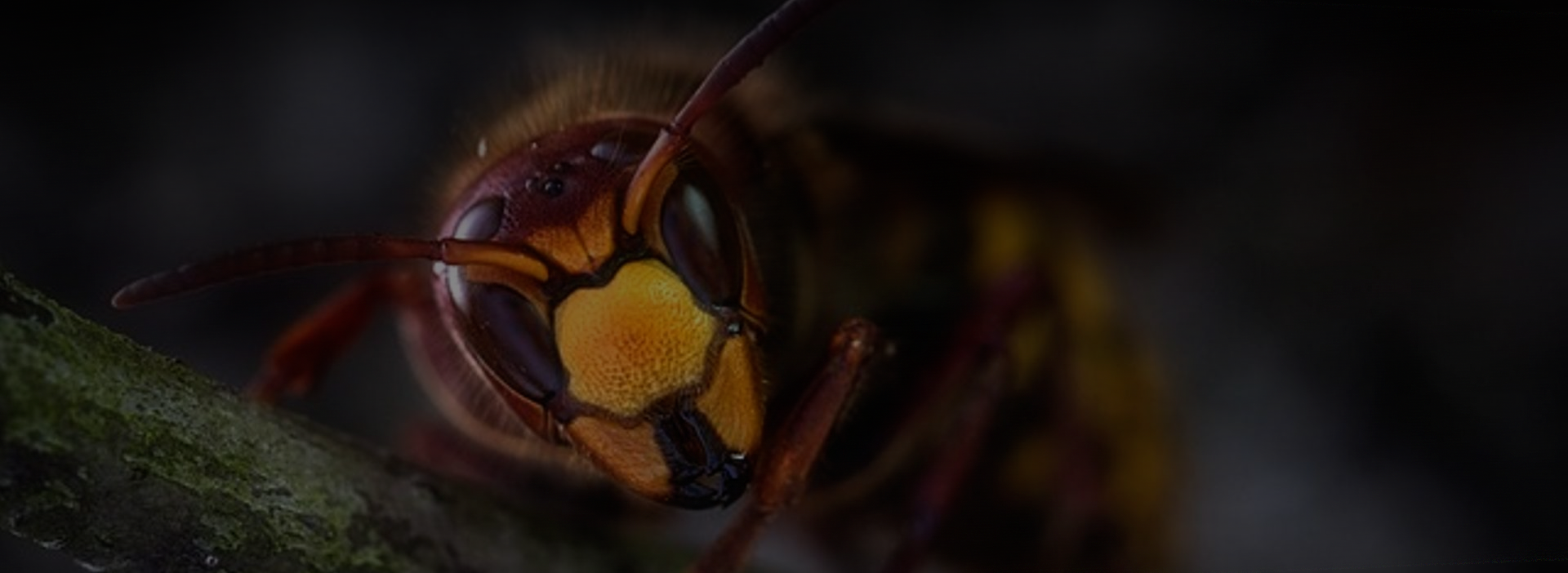 Anti insectes & rongeurs