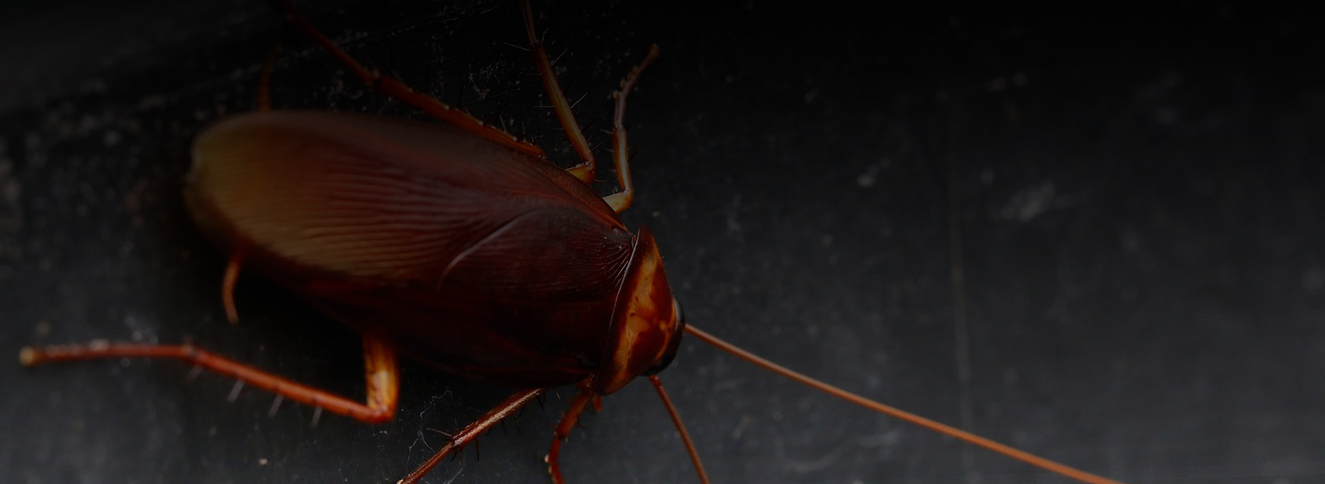 Anti insectes